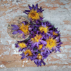 Dried Blue Lotus Flower (Nymphaea caerulea)