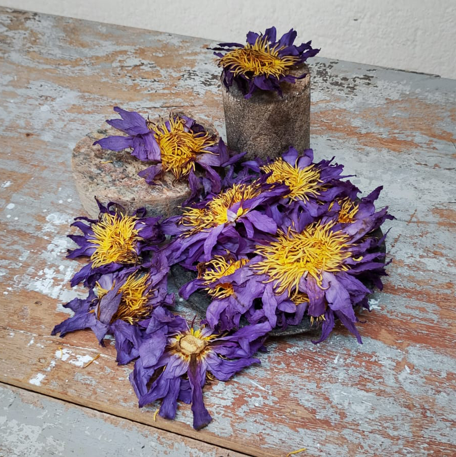 Dried Blue Lotus Flower (Nymphaea caerulea)