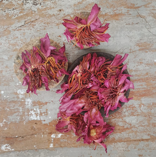 Dried Red Lotus Flower (Nymphaea rubra)