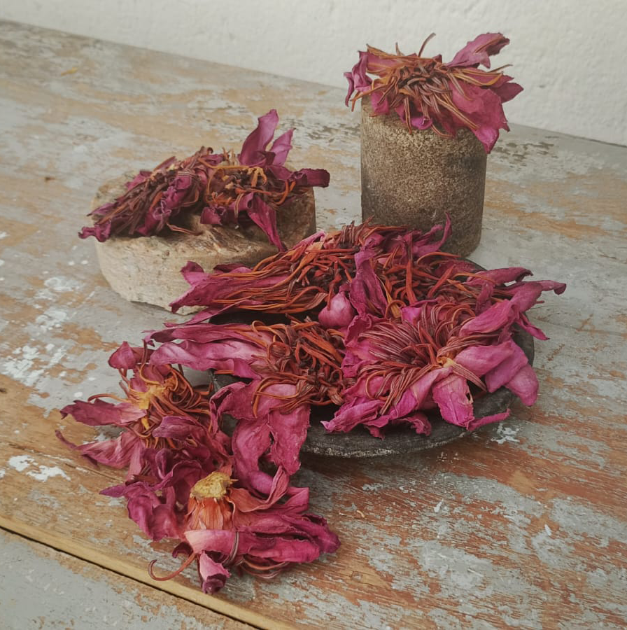 Dried Red Lotus Flower (Nymphaea rubra)