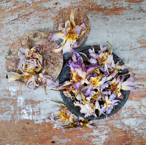 Dried Egyptian Blue Lotus Flower