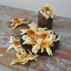 Organic Dried White Lotus Flower (Nymphaea lotus) – For Tea, Evening Rituals & Spiritual Calm
