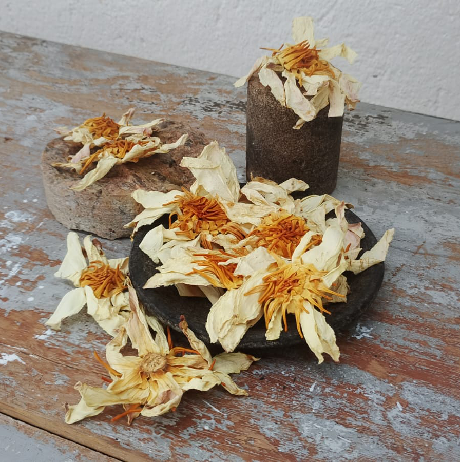 Dried White Lotus Flower (Nymphaea lotus)